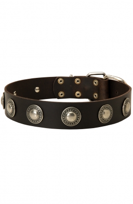 English Bull Terrier Collar with Vintage Nickel Conchos