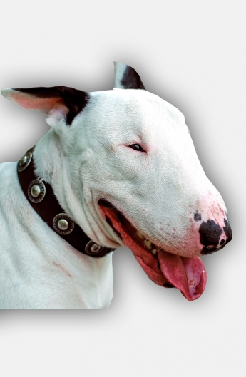English Bull Terrier Collar with Vintage Nickel Conchos