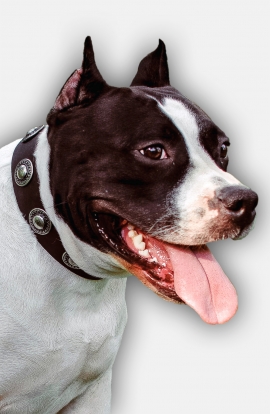 Amstaff Collar with Vintage Nickel Conchos