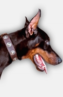 Doberman Collar with Vintage Silver-like Conchos