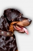 Rottweiler Collar with Beautiful Nickel Conchos