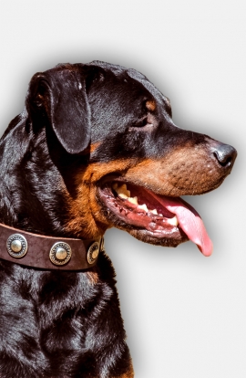 Rottweiler Collar with Beautiful Nickel Conchos