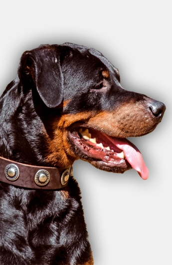 Rottweiler Collar with Beautiful Nickel Conchos