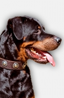 Rottweiler Collar with Beautiful Silver-like Conchos