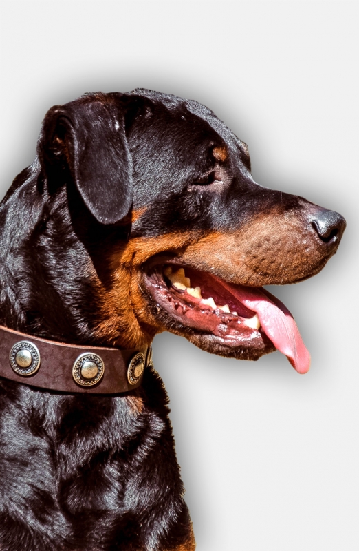 Buy Designer Dog Collars  Get Rottweiler Leather Collar Ovals