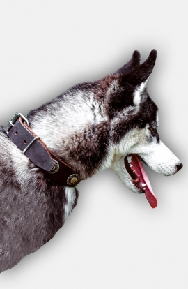 Siberian Husky Collar with Old Nickel Conchos