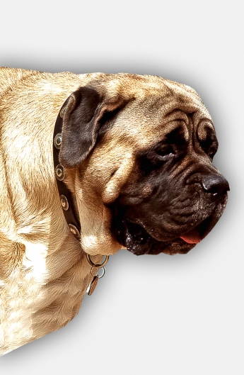 Designer Mastiff Leather Dog Collar with One Row Vintage Conchos
