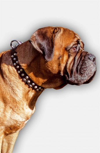 Exclusive Bullmastiff Decorated Dog Collar