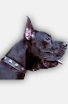 Designer Great Dane Leather Dog Collar with Nickel Conchos
