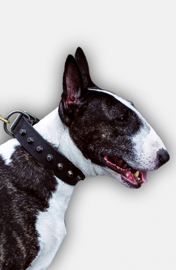 Fashion English Bull Terrier Leather Dog Collar with Old Brass Pyramids