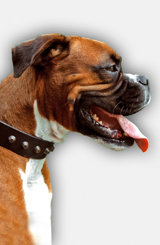 Get Studded Leather Boxer Collar with Old Brass Pyramids