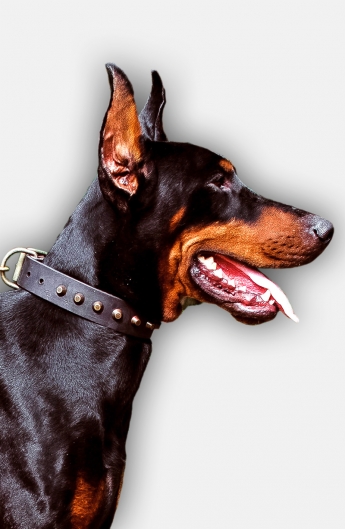 Doberman Collar with Old Brass Pyramids for Fashionable Walking