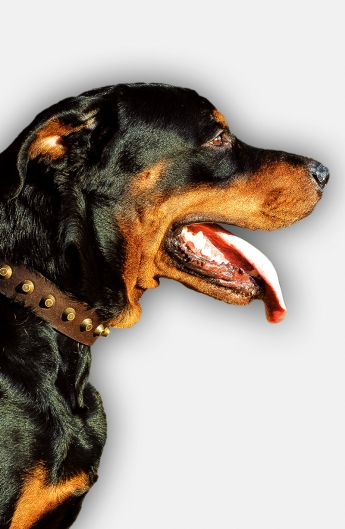 Rottweiler Collar with Old Brass Pyramids for Fashionable Walking