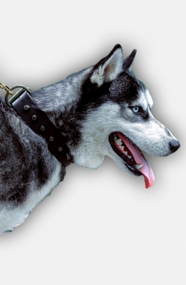 Husky Dog Collar with Old Brass Pyramids