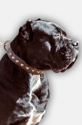 Cane Corso Collar with Old Brass Pyramids