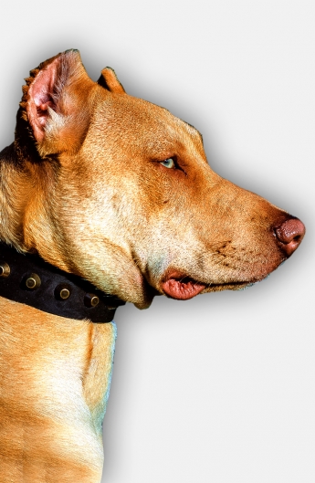 Pitbull Collar with Old Brass Pyramids