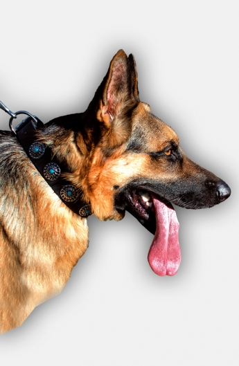 German Shepherd Collar with Silver Plated Circles and Blue Stones