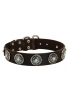 Amstaff Collar with Silver Plated Circles and Blue Stones