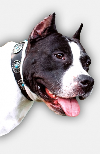 Amstaff Collar with Silver Plated Circles and Blue Stones