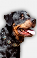Leather Rottweiler Collar with Silver Plated Circles and Blue Stones