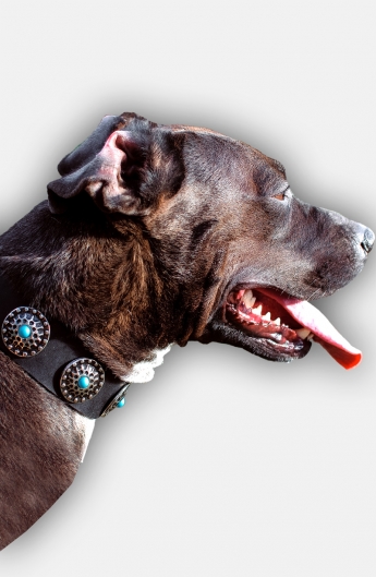Elegant Leather Pitbull Collar with Silver Plated Circles and Blue Stones