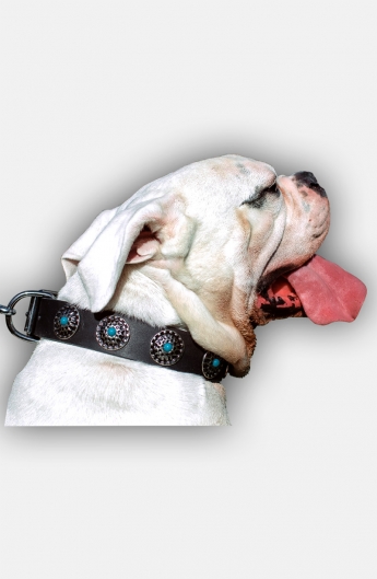 American Bulldog Collar with Silver Plated Conchos and Blue Stones