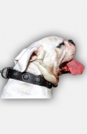 American Bulldog Leather Collar with Silver Plated Conchos and Blue Stones