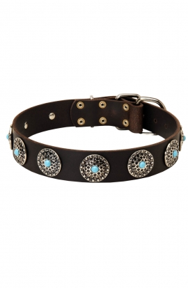 American Bulldog Collar with Silver Plated Conchos and Blue Stones