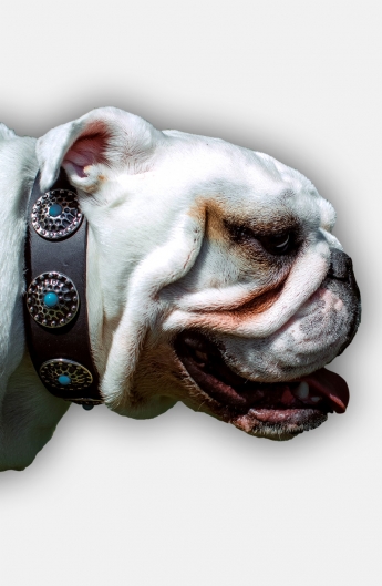 American Bulldog Collar with Silver Plated Conchos and Blue Stones