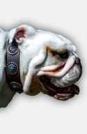 English Bulldog Leather Collar with Silvery Circles Adorned with Blue Stones