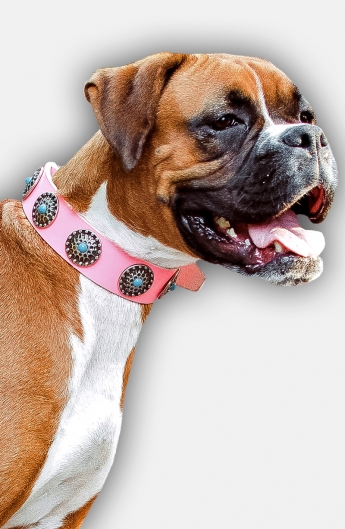 boxer dog collar