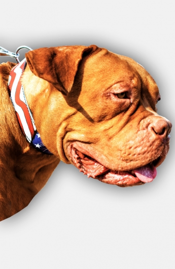 Mastiff Handpainted Leather Collar - American Pride