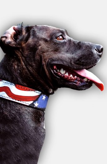 Pitbull Handpainted Leather Collar - American Pride