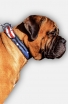 Bullmastiff Handpainted Leather Collar - American Pride