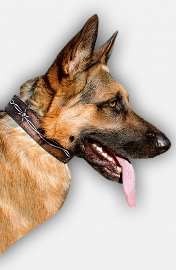 German Shepherd Collar with Barbed Wire Painting