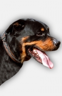 Rottweiler Collar with Barbed Wire Painting