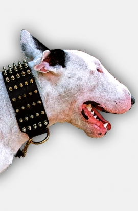 3 inch Extra Wide Leather English Bull Terrier Collar with Gold-like Spikes