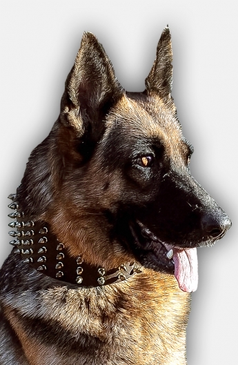 Get 3 inch Wide Leather German Shepherd Collar with Spikes