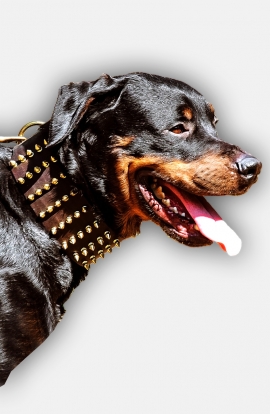 3 inch Extra Wide Leather Rottweiler Collar with Brass Spikes