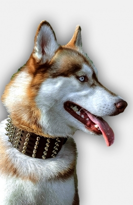 3 inch Extra Wide Leather Siberian Husky Collar with Gold Spikes