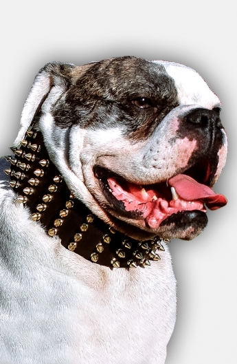 3 inch Extra Wide Leather American Bulldog Collar with Gold Spikes