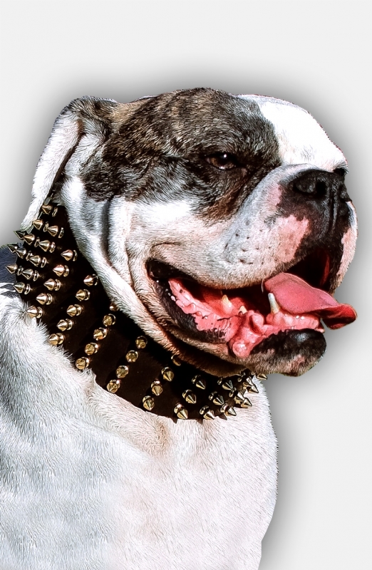 Buy Now 3 inch Wide American Bulldog Collar with Gold