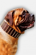 3 inch Extra Wide Leather Bullmastiff Collar with Gold-color Spikes
