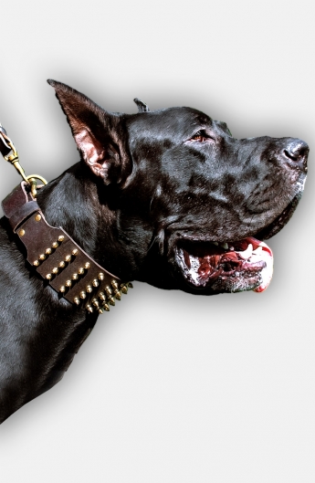 great dane collars and leads