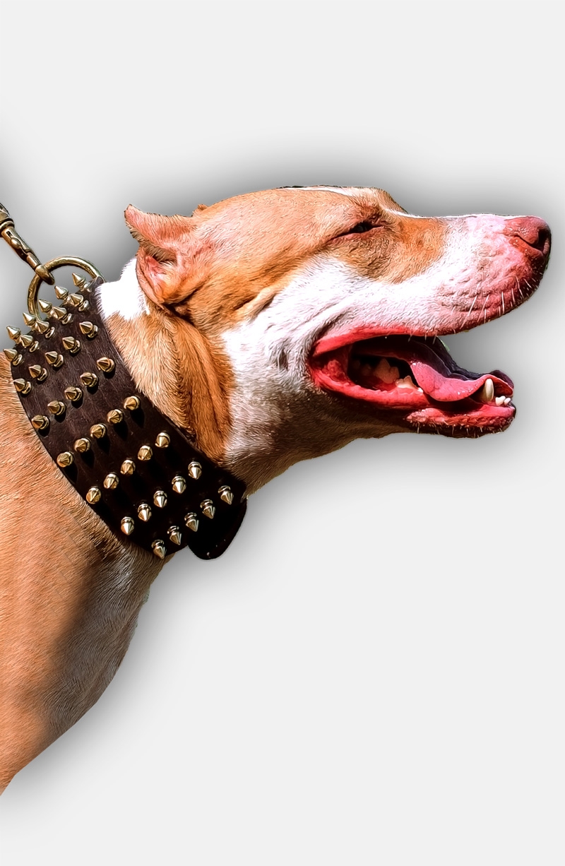 sin embargo ojo realidad 3 inch Wide Leather Pitbull Collar | Spiked Dog Collars
