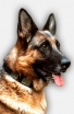 German Shepherd Leather Dog Collar with Vintage Nickel Plates