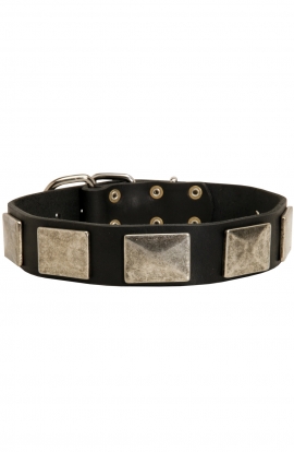 Amstaff Leather Dog Collar with Vintage Nickel Plates