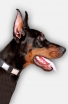Doberman Leather Dog Collar with Vintage Nickel Plates