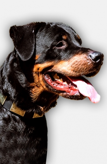 Rottweiler Leather Dog Collar Decorated with Antiqued Nickel Plates