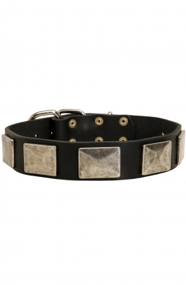 Siberian Husky Leather Dog Collar Decorated with Antiqued Nickel Plates